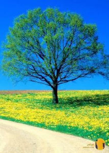 فصل تابستان