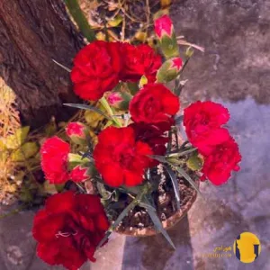 دانلود اهنگ دختر بندری شهرام کاشانی + متن اهنگ