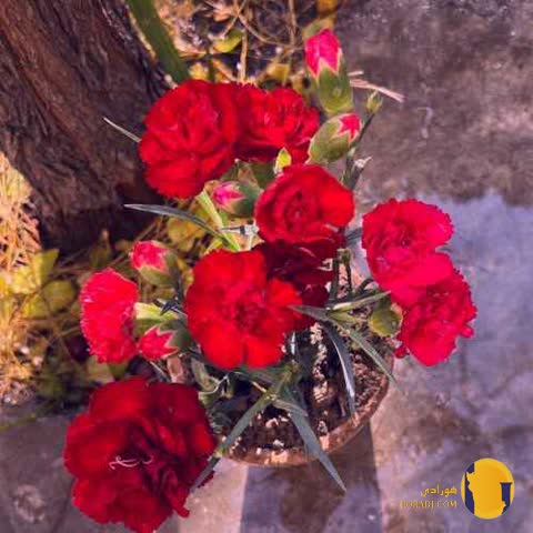 دانلود اهنگ دختر بندری شهرام کاشانی + متن اهنگ