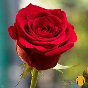 دانلود آهنگ کوه گوگوش + متن آهنگ