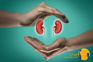 مشکلات کلیوی چیست؟ تعریف و اهمیت کلیه‌ها