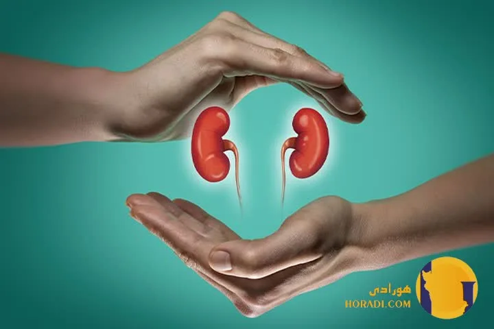 مشکلات کلیوی چیست؟ تعریف و اهمیت کلیه‌ها