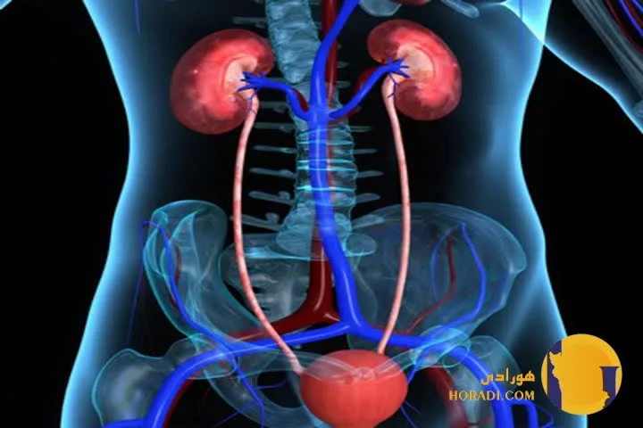 عفونت ادراری چیست؟ علائم علت ها و درمان سریع