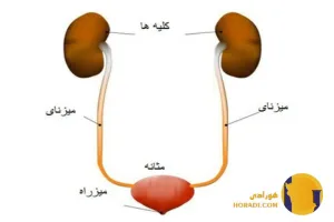 عفونت ادراری چیست؟ علائم علت ها و درمان سریع