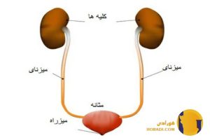 عفونت ادراری چیست؟ علائم علت ها و درمان سریع