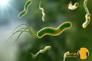 هلیکوباکتر پیلوری چیست؟ علائم تشخیص و درمان