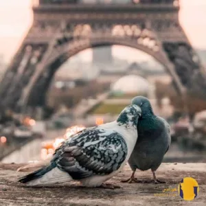 دانلود اهنگ کاش کبوتر میبودم پا به پات پر میزدم + متن اهنگ