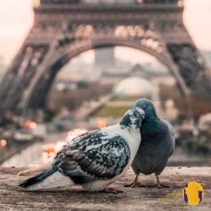 دانلود اهنگ کاش کبوتر میبودم پا به پات پر میزدم + متن اهنگ