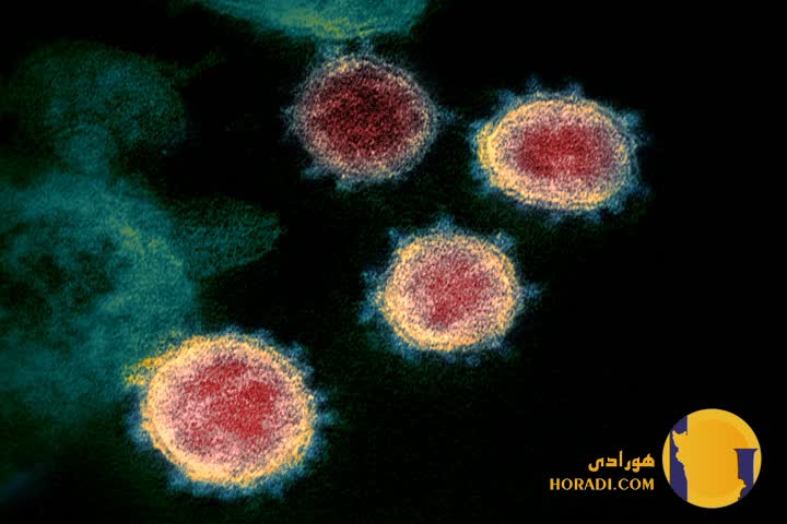 ویروس کرونا نوع چهارم و جدیدترین نوع در سال 1404